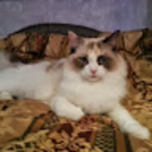 Meet your Posher, Rhitcoder